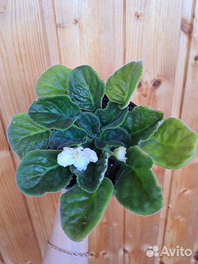 Фиалка белая