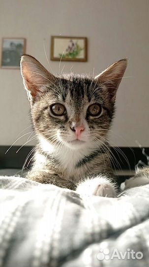 Котенок в добрые руки