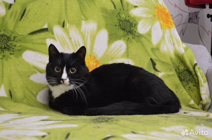 Кот Маркиз в добрые руки