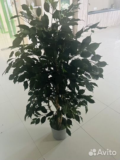 Комнатные цветы шефлера