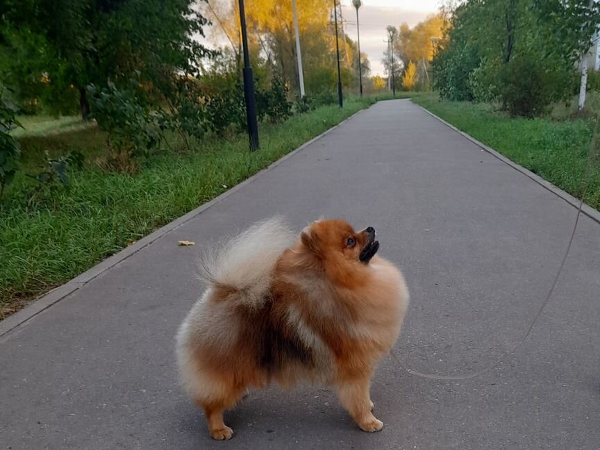 Щенки померанского шпица