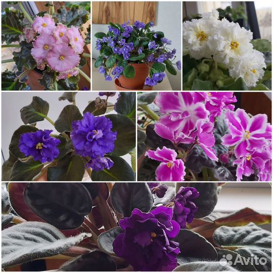 Листики сортовых фиалок