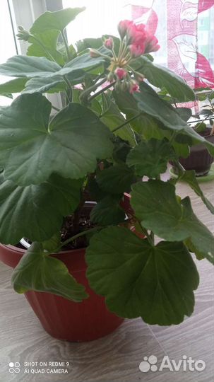 Герань пеларгония