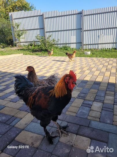 Молодые петухи Маран