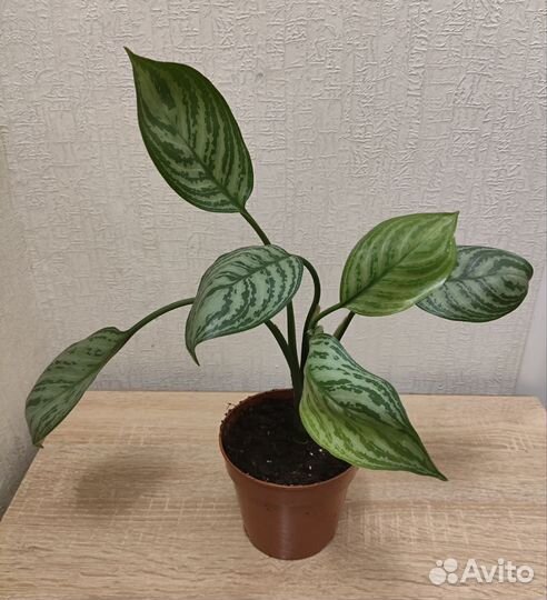 Аглаонема Страйпс