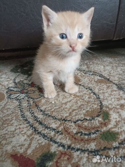 Котята в добрые руки, приучены к лотку