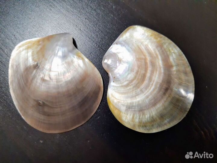 Перламутр Филиппинский полированный ракушка