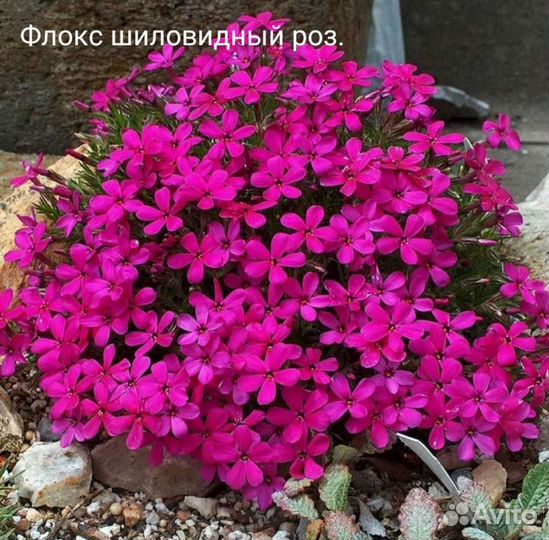 Многолетники