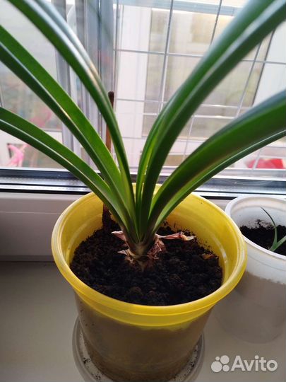 Гиппеаструм