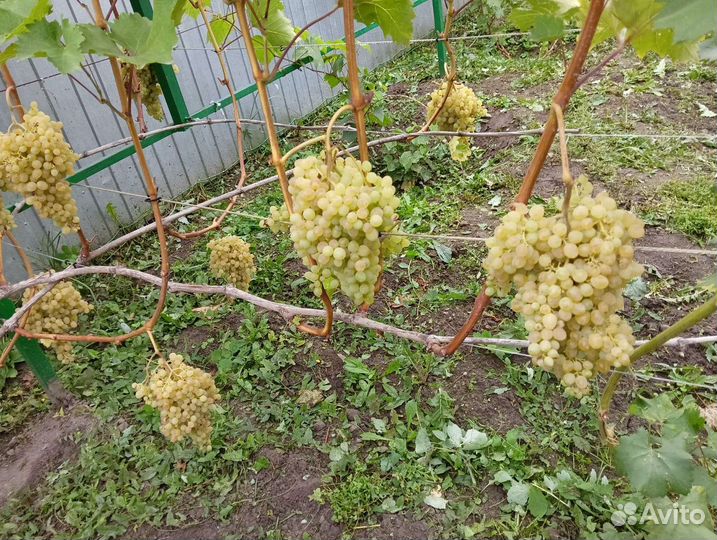 Саженцы винограда