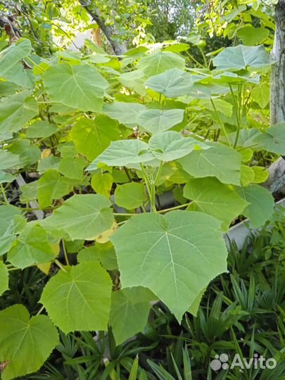 Саженцы павловния