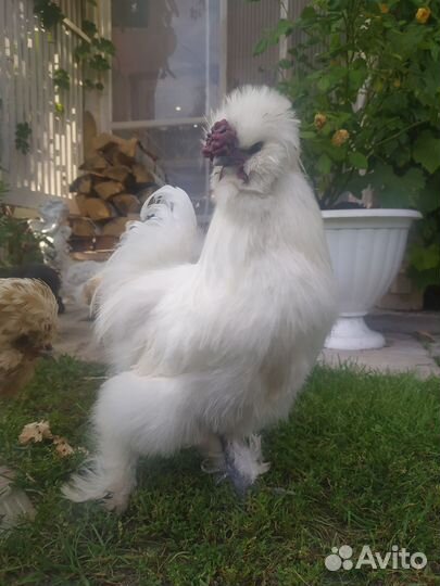 Ин. яйцо, цыплята Китайских шёлковых