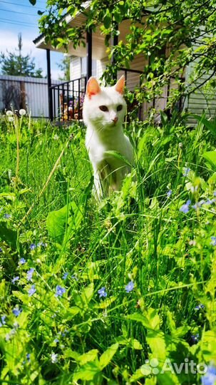 Белый глухой кот