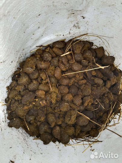 Конский навоз