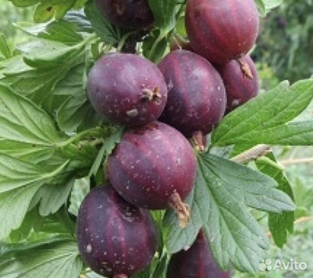 Крыжовник взрослый куст