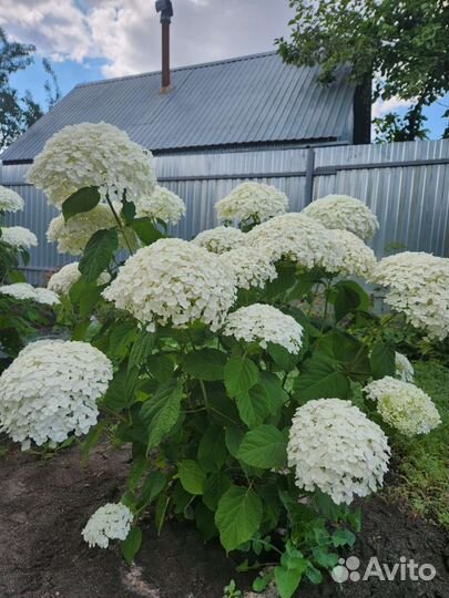 Гортензия древовидная белая