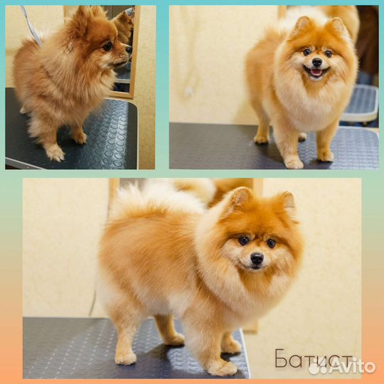 Стрижка собак и кошек (Втузгородок, Пионерский п.)