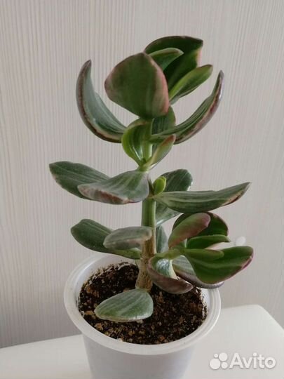 Крассула овата вариегатная триколор