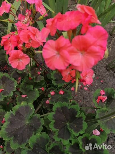 Пеларгония зональная шоколадница коралловая