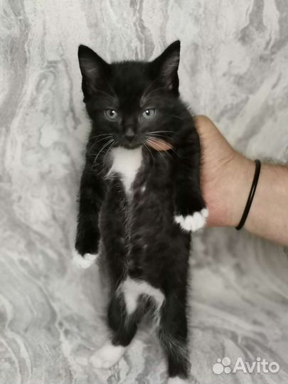 Котёнок метис в самые добрые руки