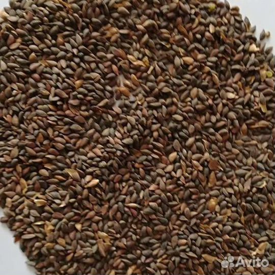 Семена сосны