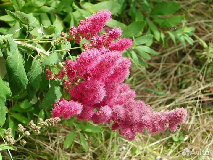 Спирея билларда