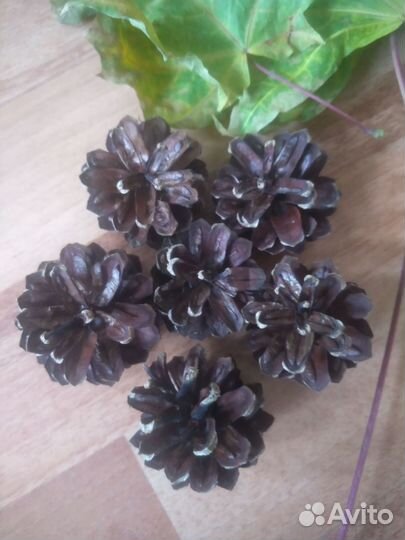 Для декора шишки