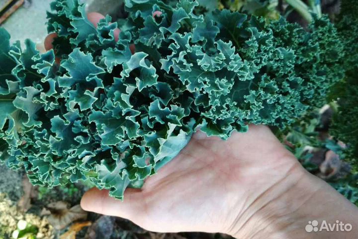 Семена капусты