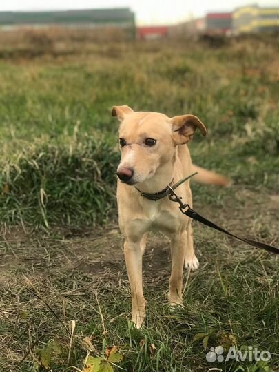 Собака-молодой кобель