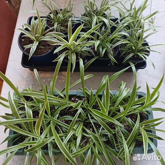 Комнатные цветы