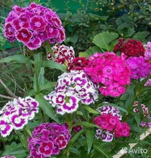 Цветы Многолетники