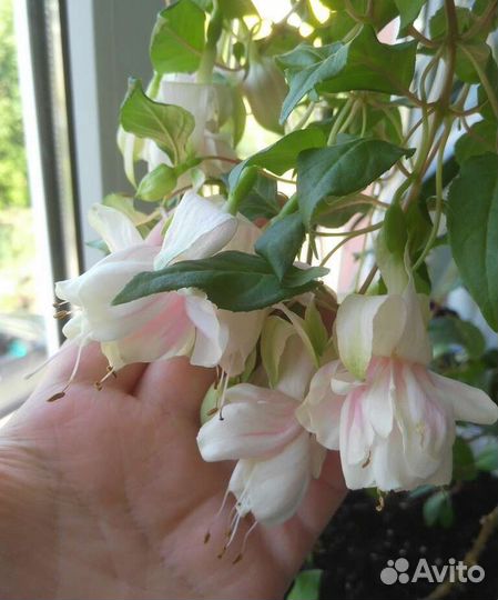 Фуксия (4 сорта)