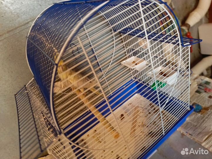 Попугай корелла с клеткой