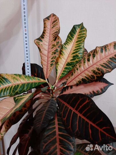 Кодиеум кротон Петра высота 105 см с горшком