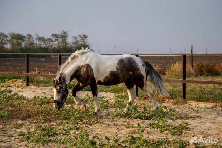 Лошадь пегий красавчик