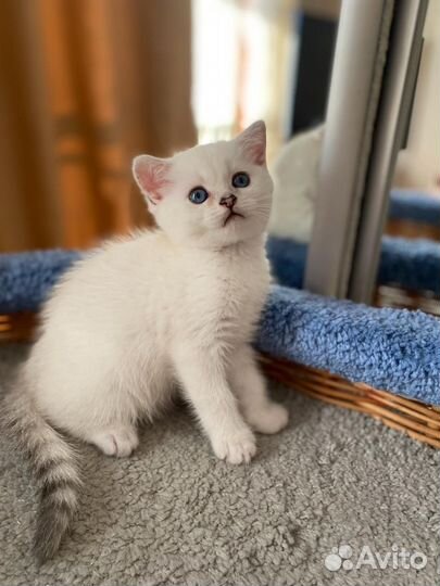 Шотландская