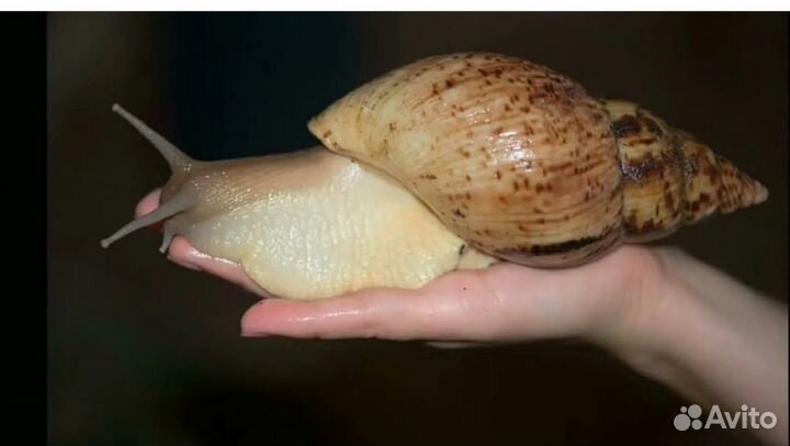 Улитки ахатины бесплатно
