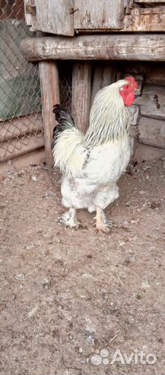 Петухи Брама