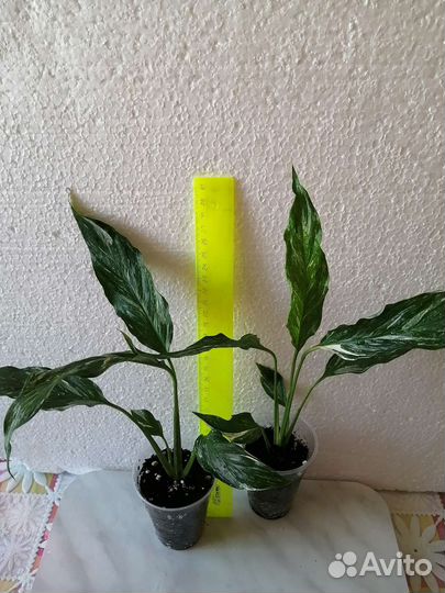 Спатифиллум Даймонд