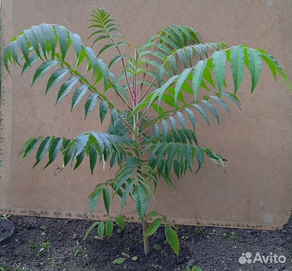 Сумах оленерогий (уксусное дерево)