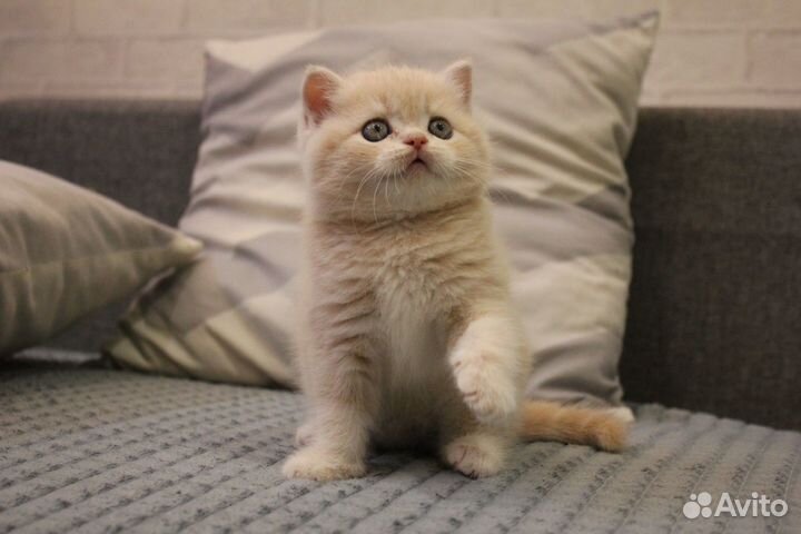 Шотландский кот