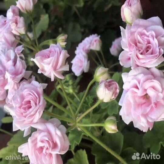 Пеларгония герань