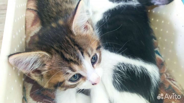 Возьми котов без понтов