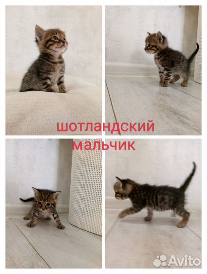 Шотландские котята