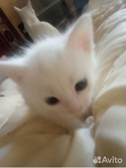 Котенок 2 месяца белый Ангарский