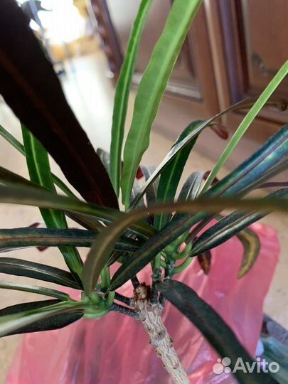 Кротон норма