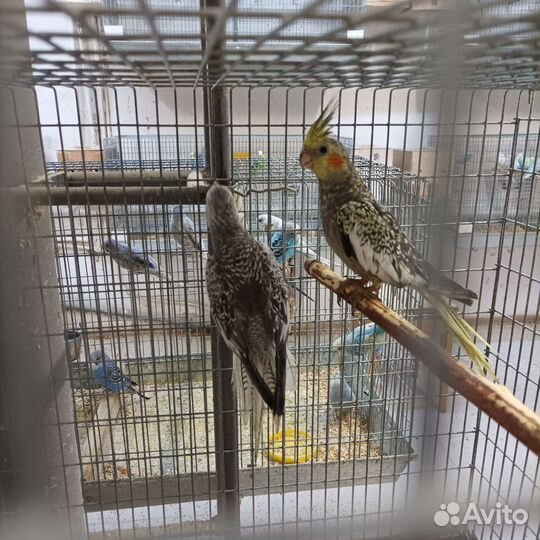 Попугай корелла птенец