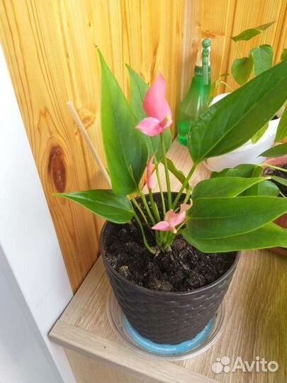 Цветок антуриум Лилли(Lilli)