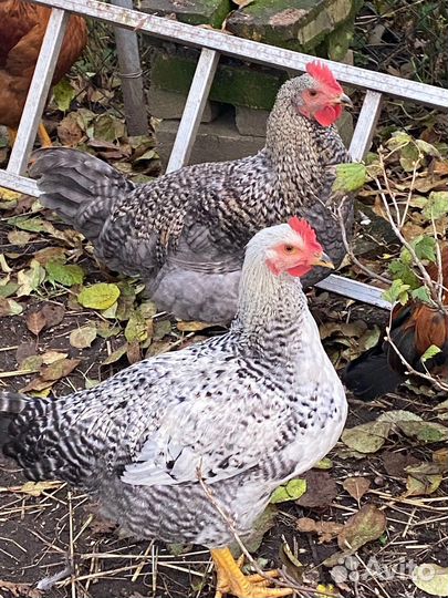 Молодые петухи