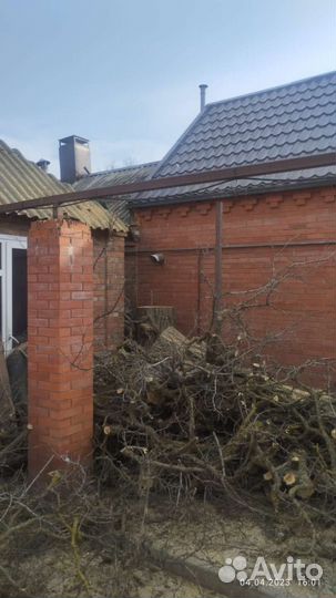 Спил деревьев